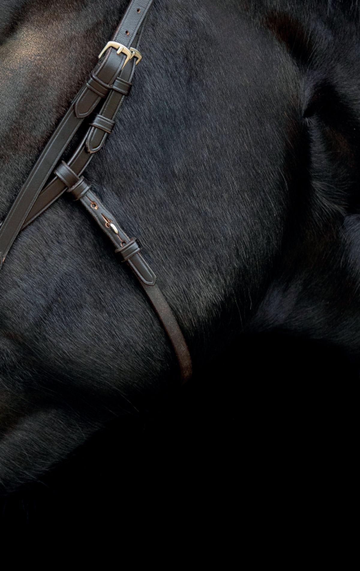 Catago Gentle Bridle Miderste Kæberem - FULL - SORT