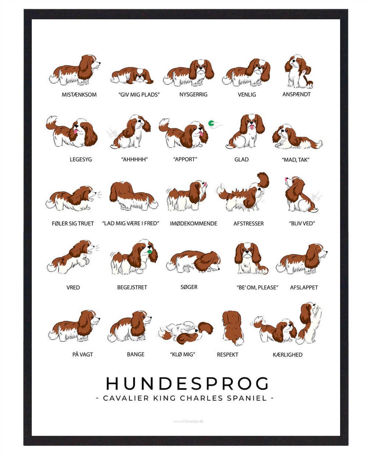 Cavalier King Charles Spaniel - Brun Hundesprog plakat (Størrelse: L - 50x70cm (B2))