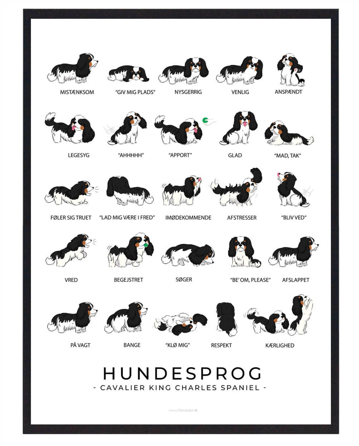 Cavalier King Charles Spaniel - Sort Hundesprog plakat (Størrelse: L - 50x70cm (B2))