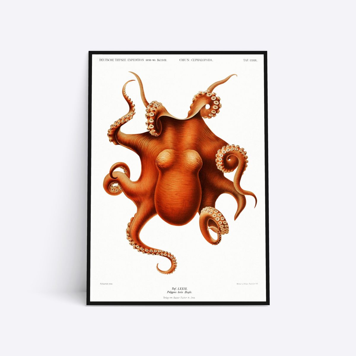 Cephalopod - 50x70 cm