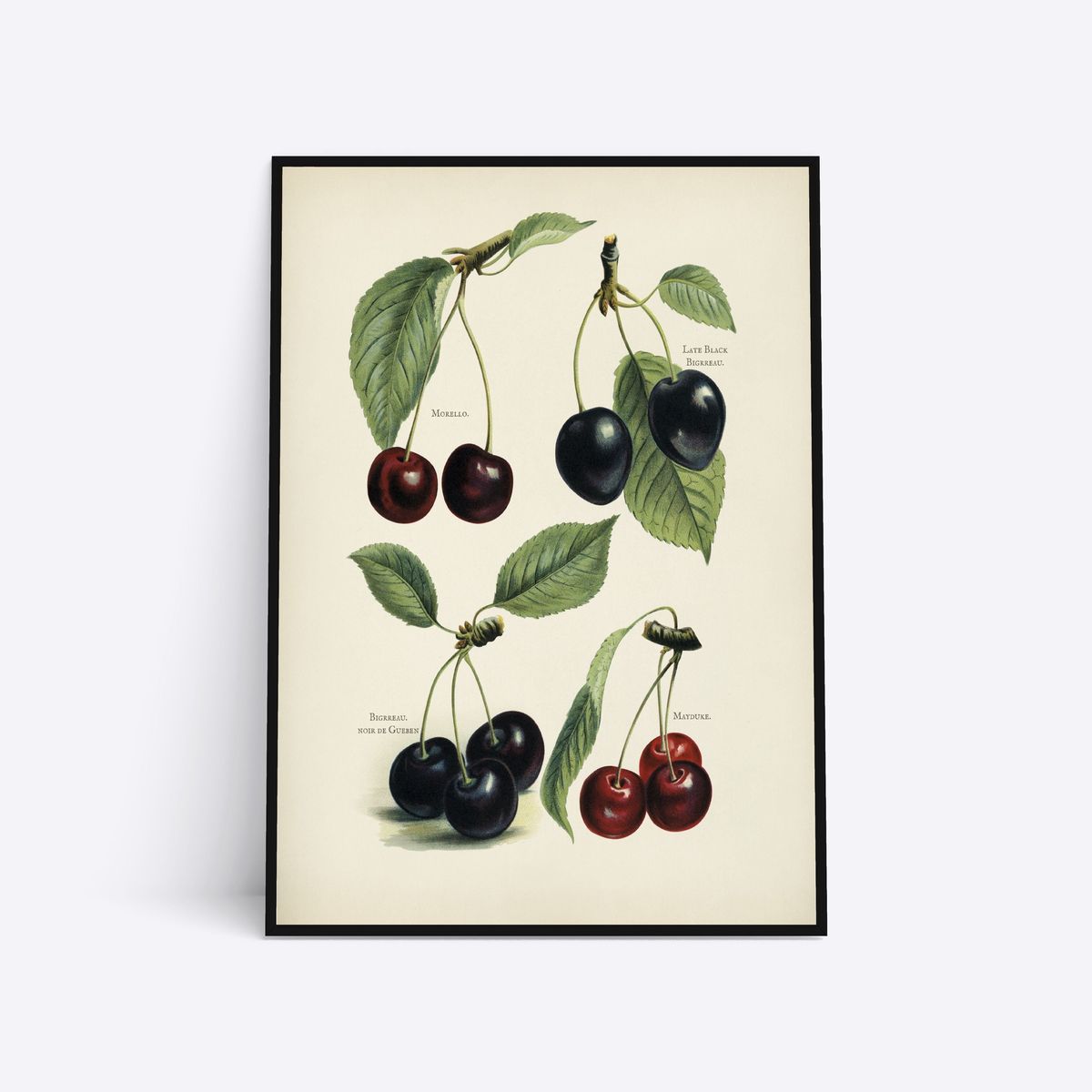 Cherries - 21x30 cm