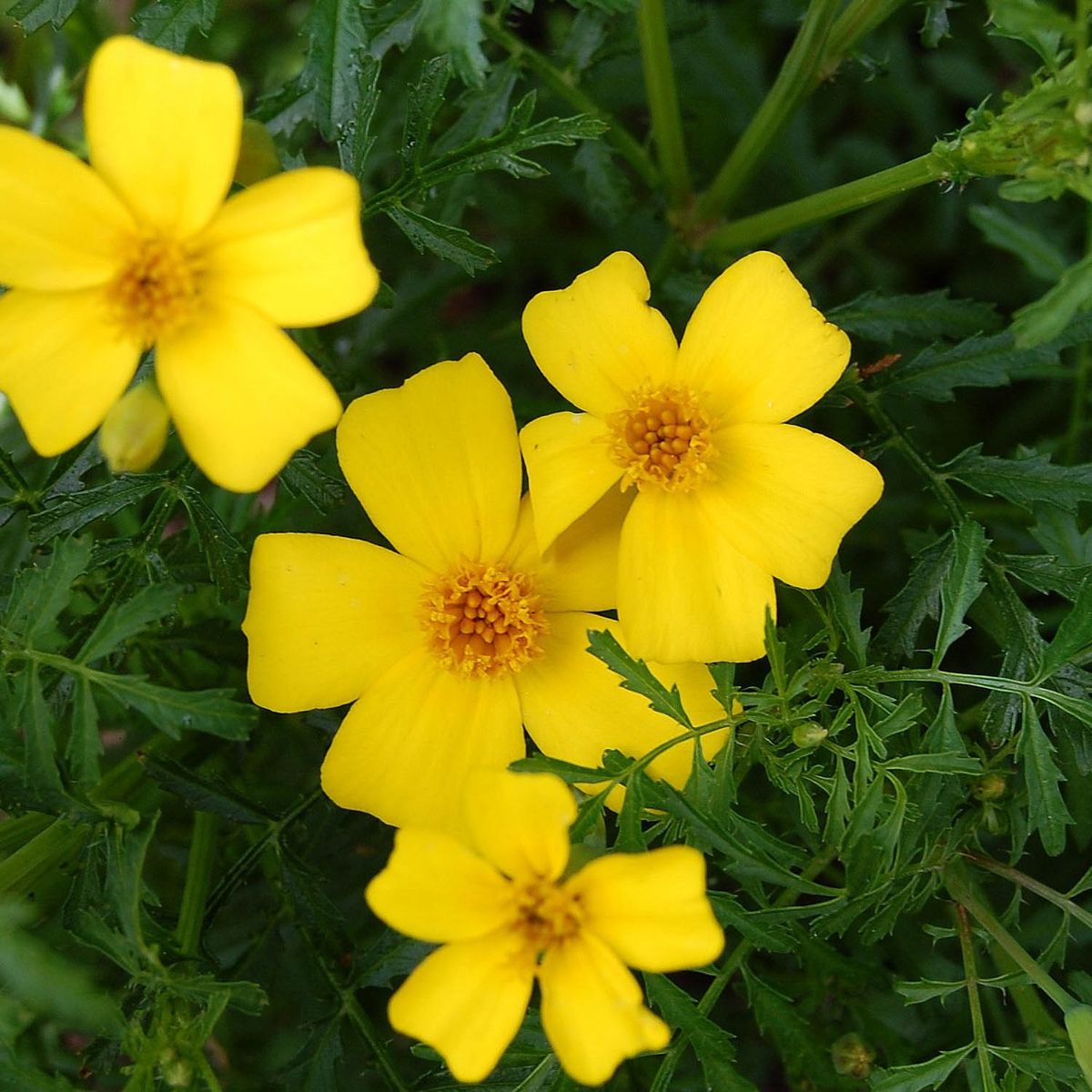 Citrontagetes Lemon Gem