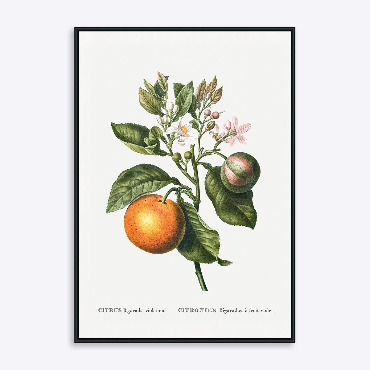 Citrus Bigaradia Violacea - 50x70 cm