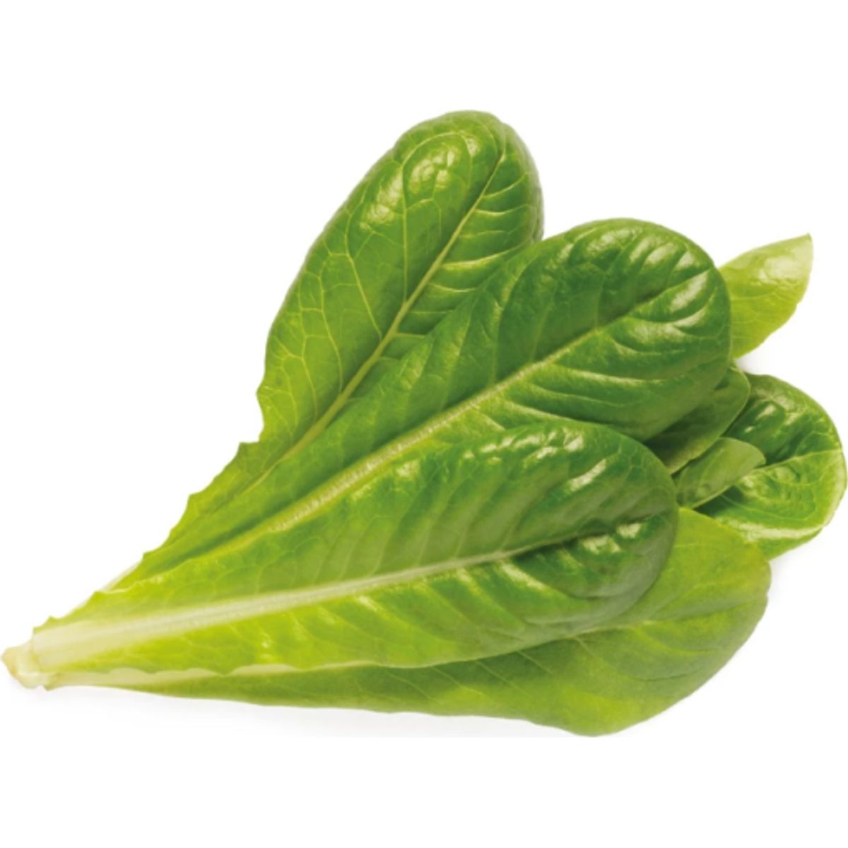 Click and Grow romaine salat - 3 stk