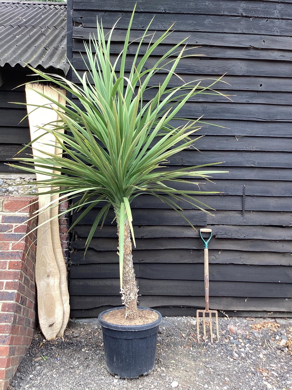 Cordyline Australis