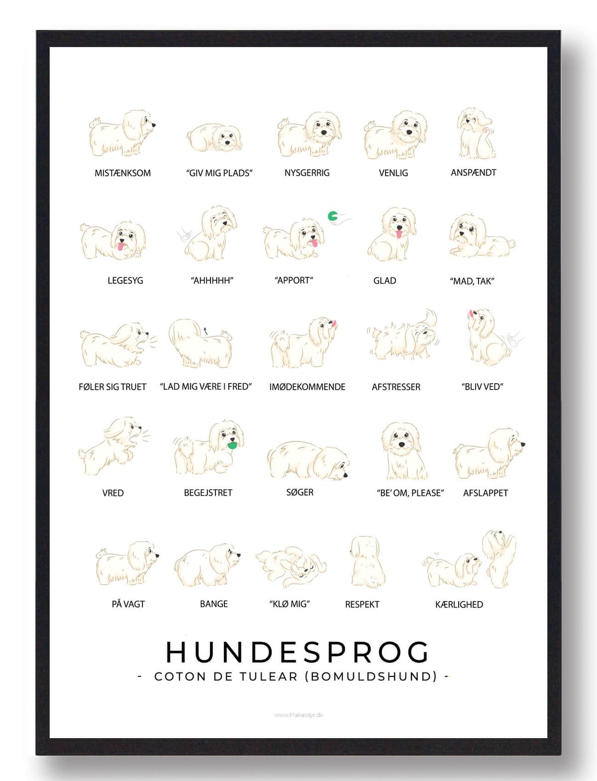 Coton de Tulear - Bomuldshund plakat - Hundesprog (Størrelse: L - 50x70cm (B2))