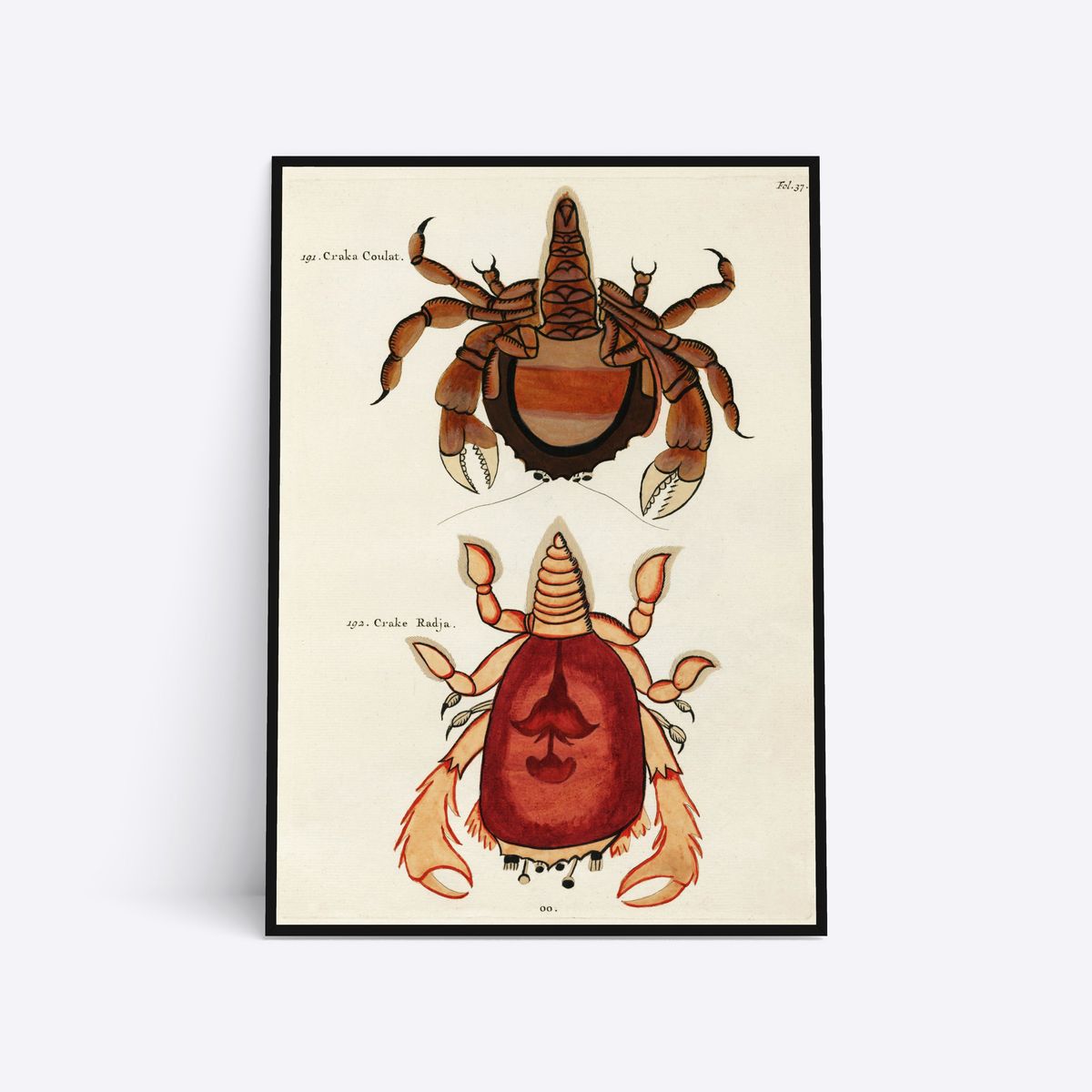 Crabs - 30x40 cm