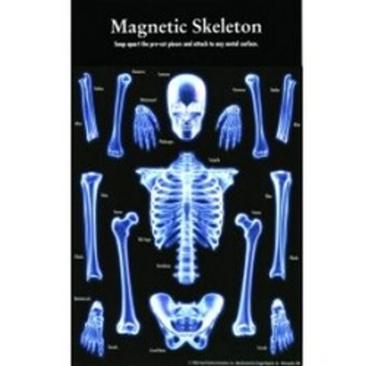 Customworks Magnet Sets Magnetic Skeleton - Magnet