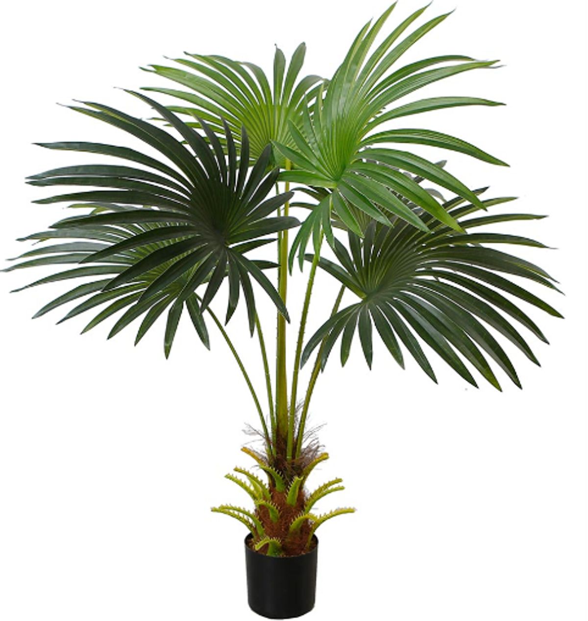 Cycus palme med tyk stamme 95 cm