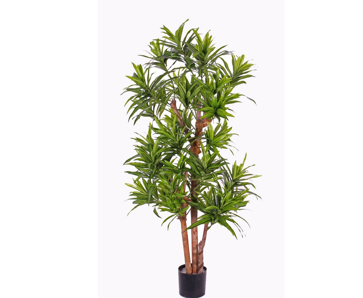 Dracena palme 120 cm med 846 blade