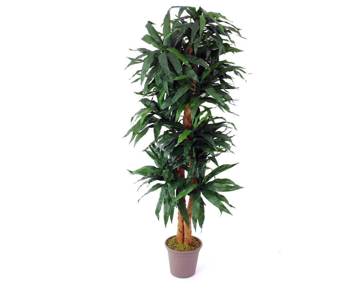 Dracena palme 150 cm med 210 blade