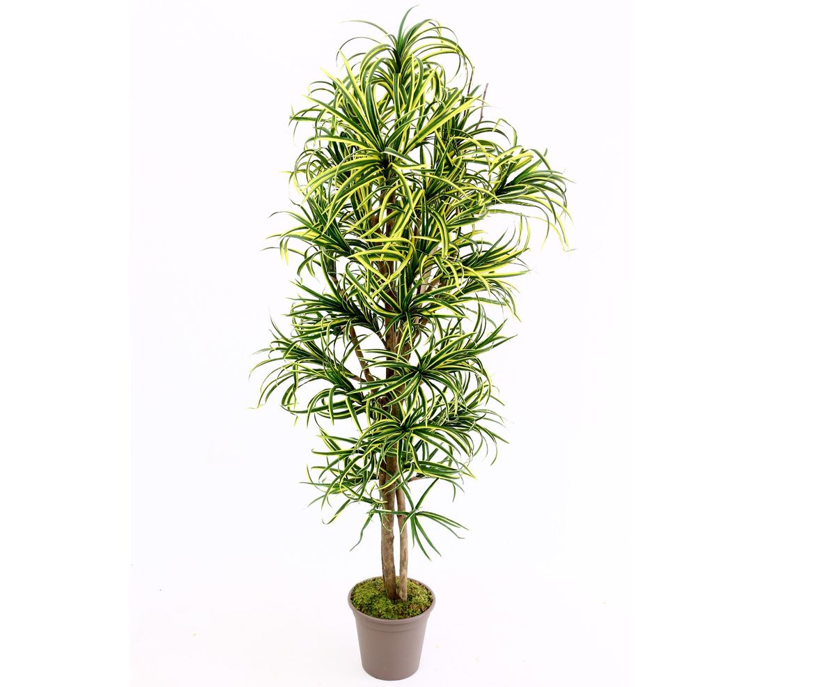 Dracena palme 150 cm med 560 blade