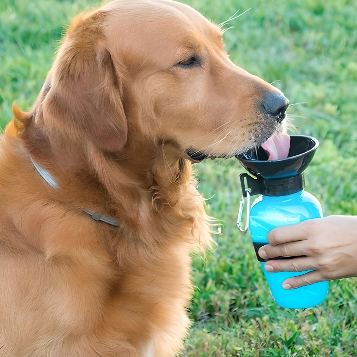 Drikkedunk Til Hunden