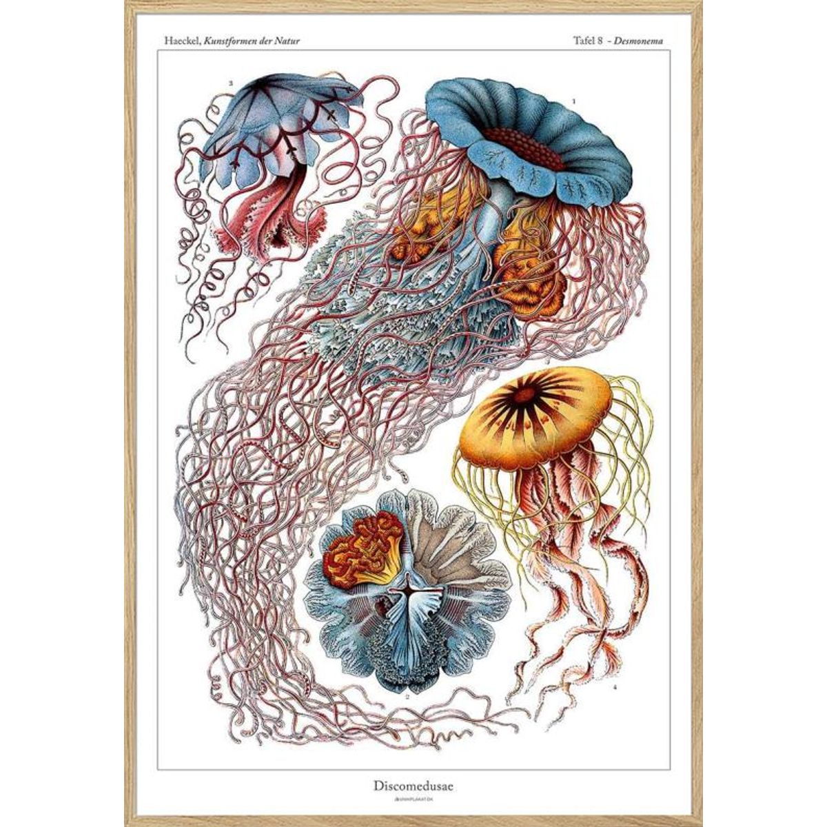 Ernst Haeckel - Discomedusae - leksikonplakat med vandmænd