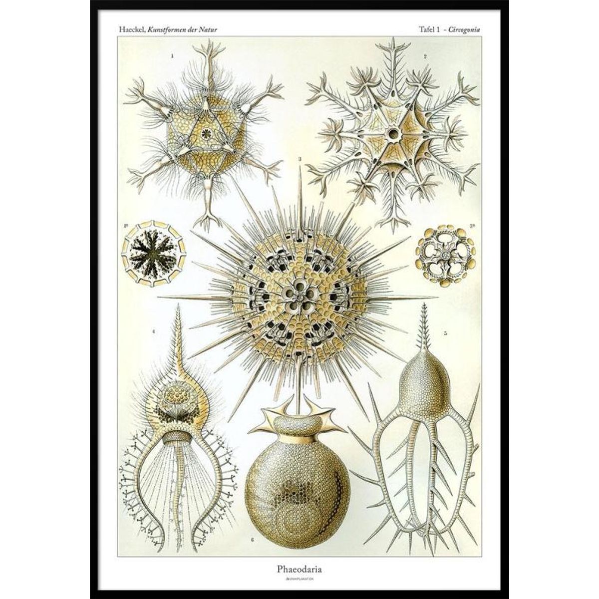 Ernst Haeckel - Phaeodaria - retroplakat med vandlevende organismer