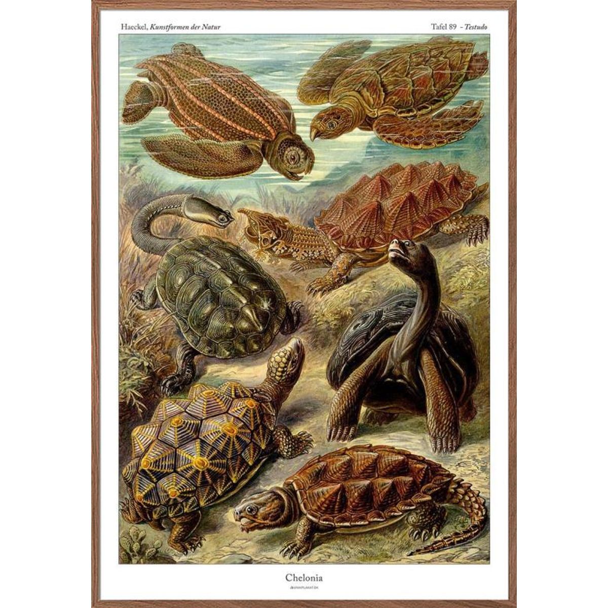 Ernst Haeckel plakat - Chelonia (skildpadder)