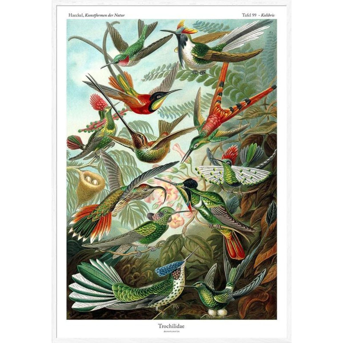 Ernst Haeckel plakat - Trochilidae Kolibris