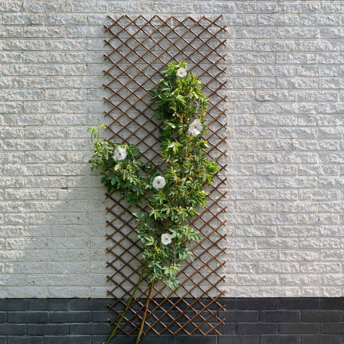 espalier 30x180 cm naturligt piletræ brun