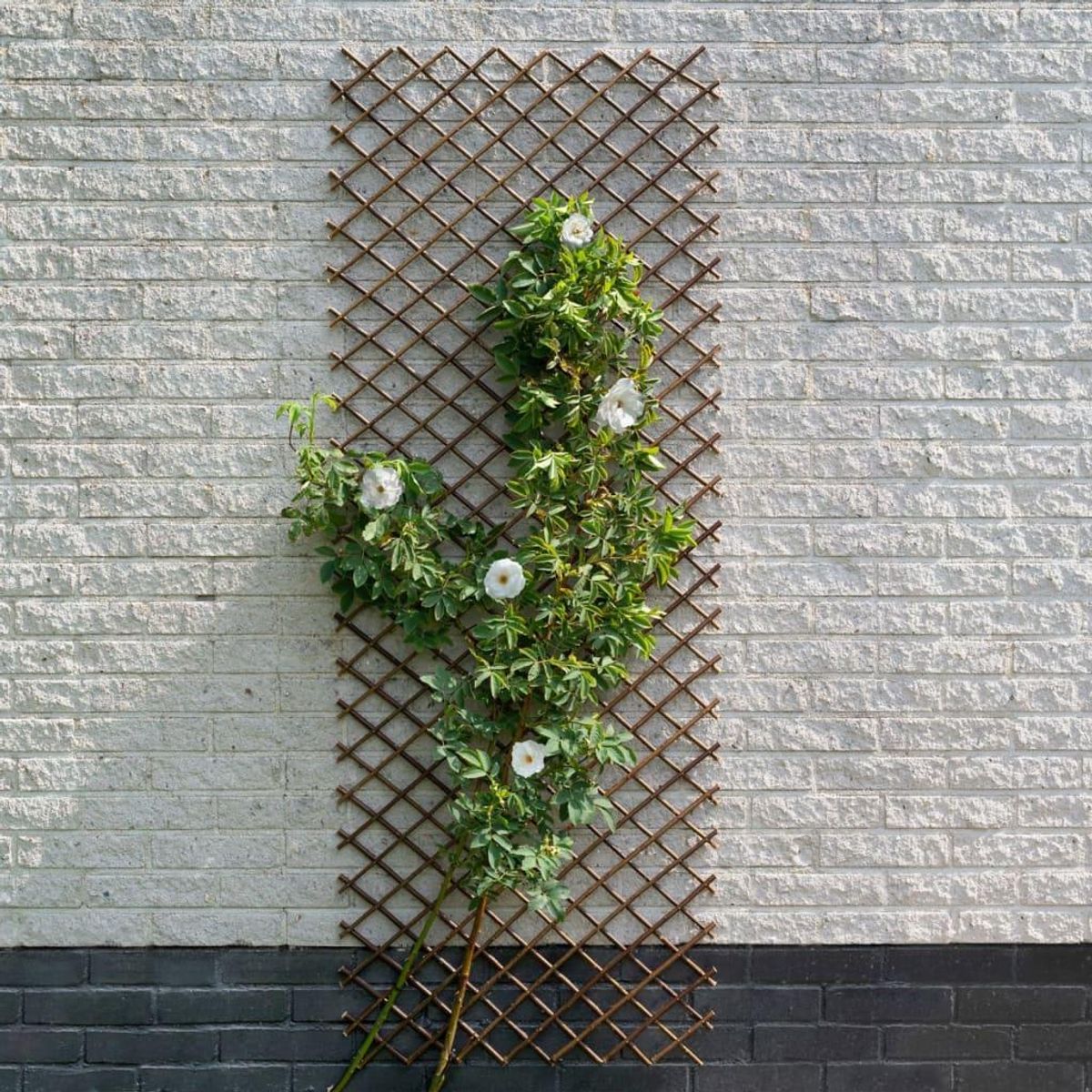 espalier 60x180 cm naturligt piletræ brun