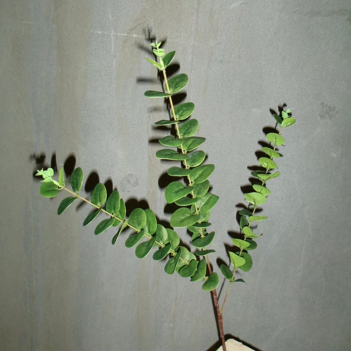 Eukalyptus Blade