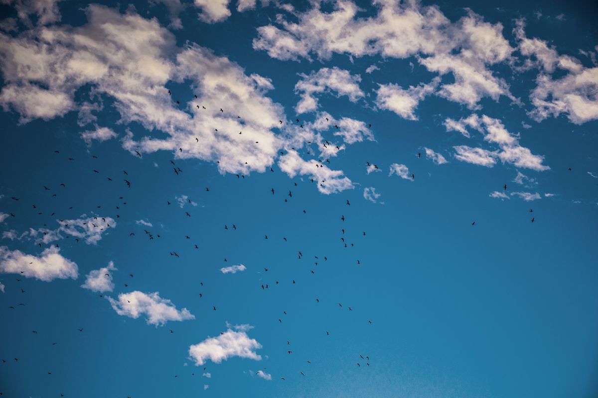 Evening Birds af Kirsten Stigsgaard