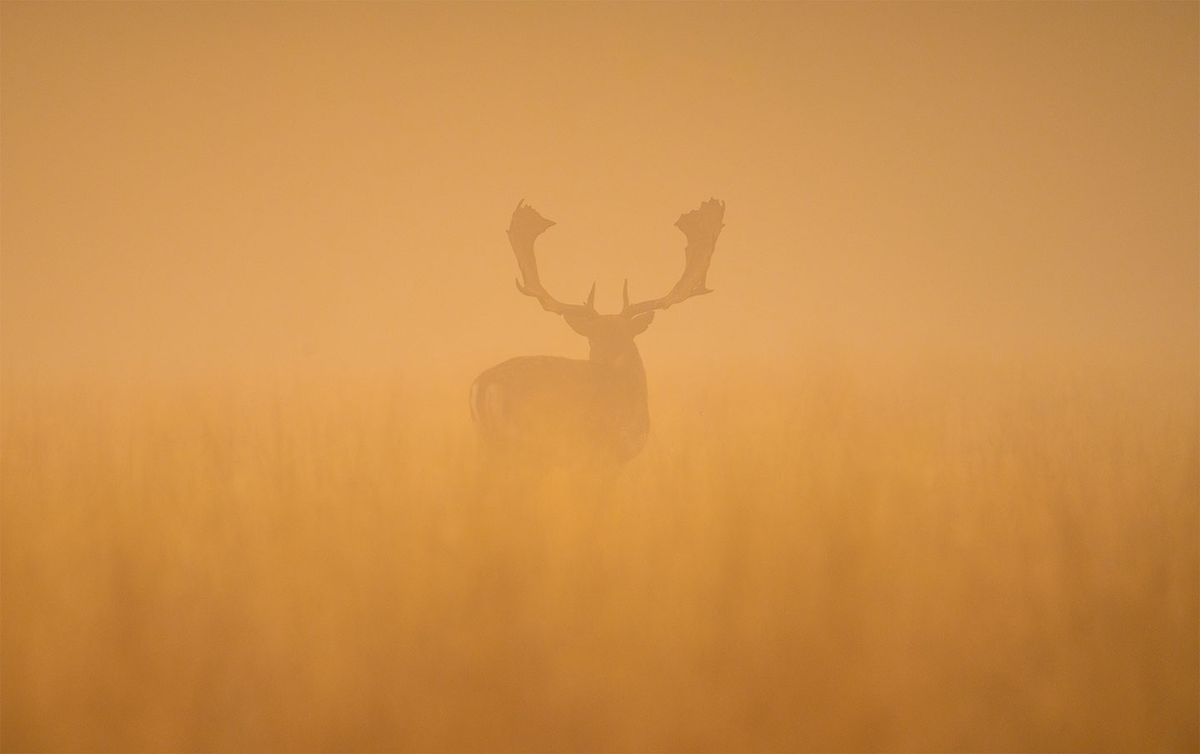 Fallow deer stag at dawn af Daniel Faisst