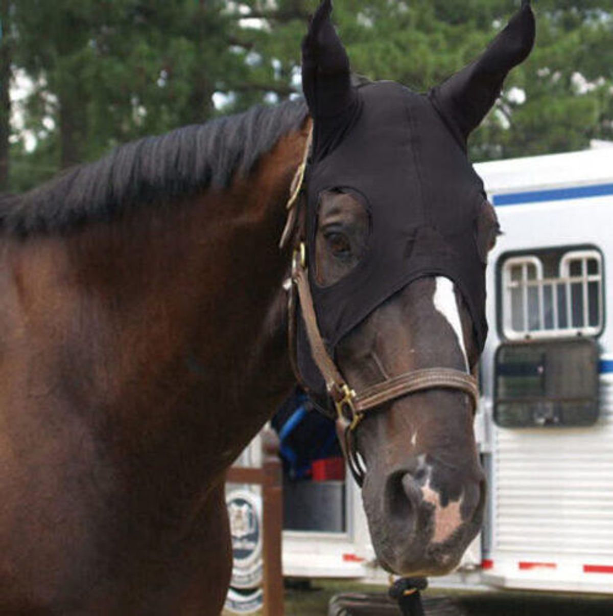 Fenwick Equestrian Liquid Titanium® maske med ører - Velcro lukning