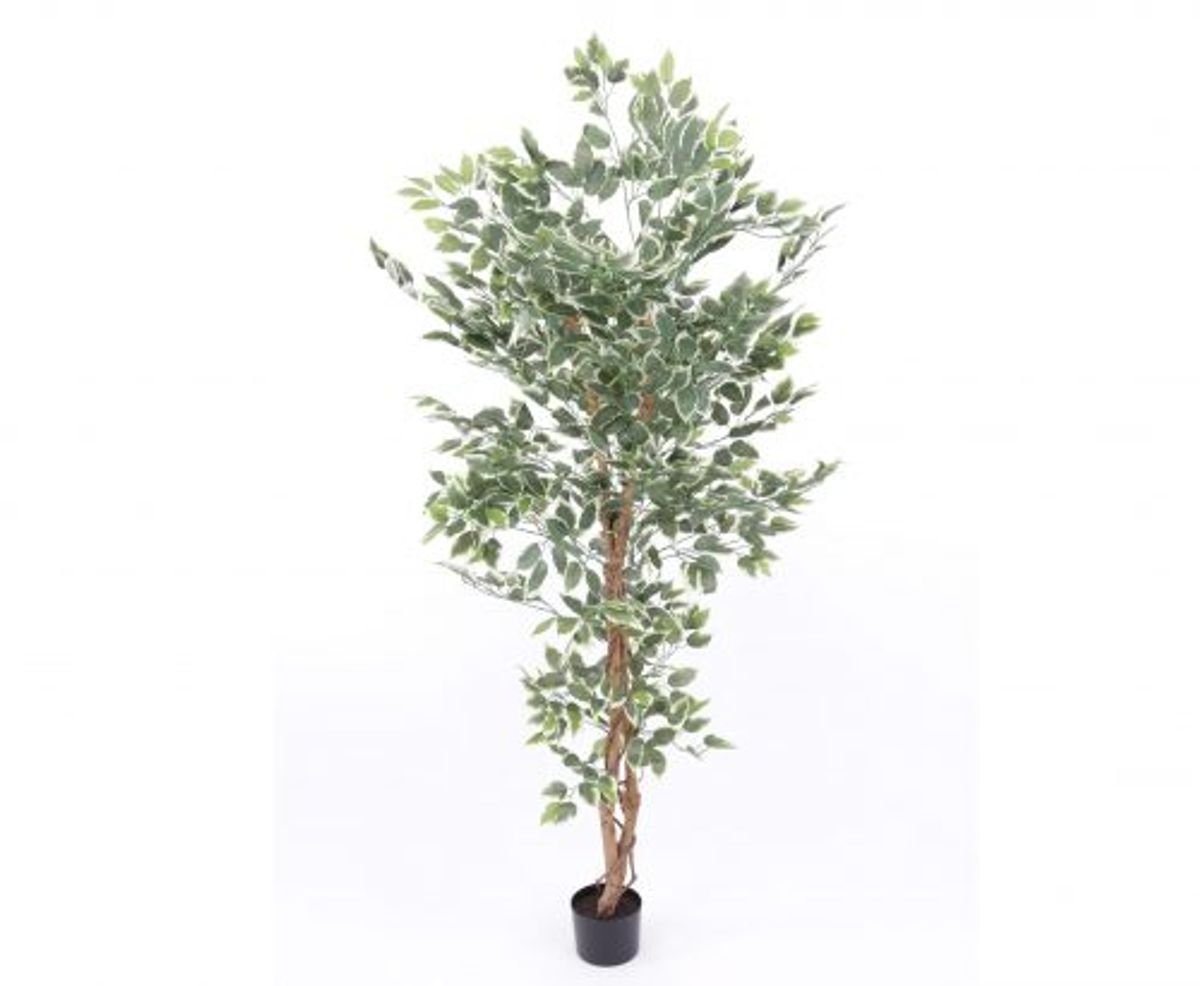 Ficus Benjamini 150 cm (840 blade)