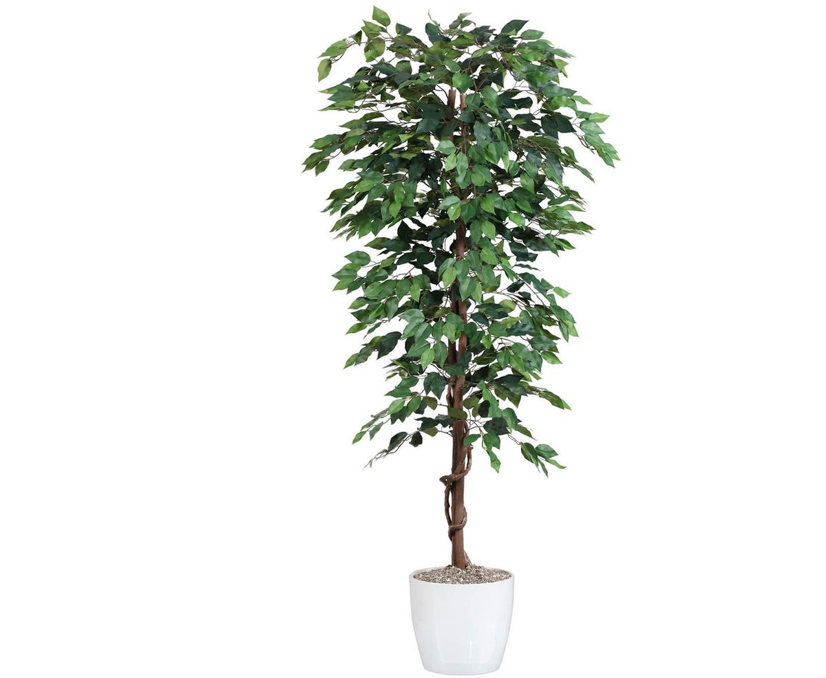 Ficus Benjamini 180 cm (1.008 blade)