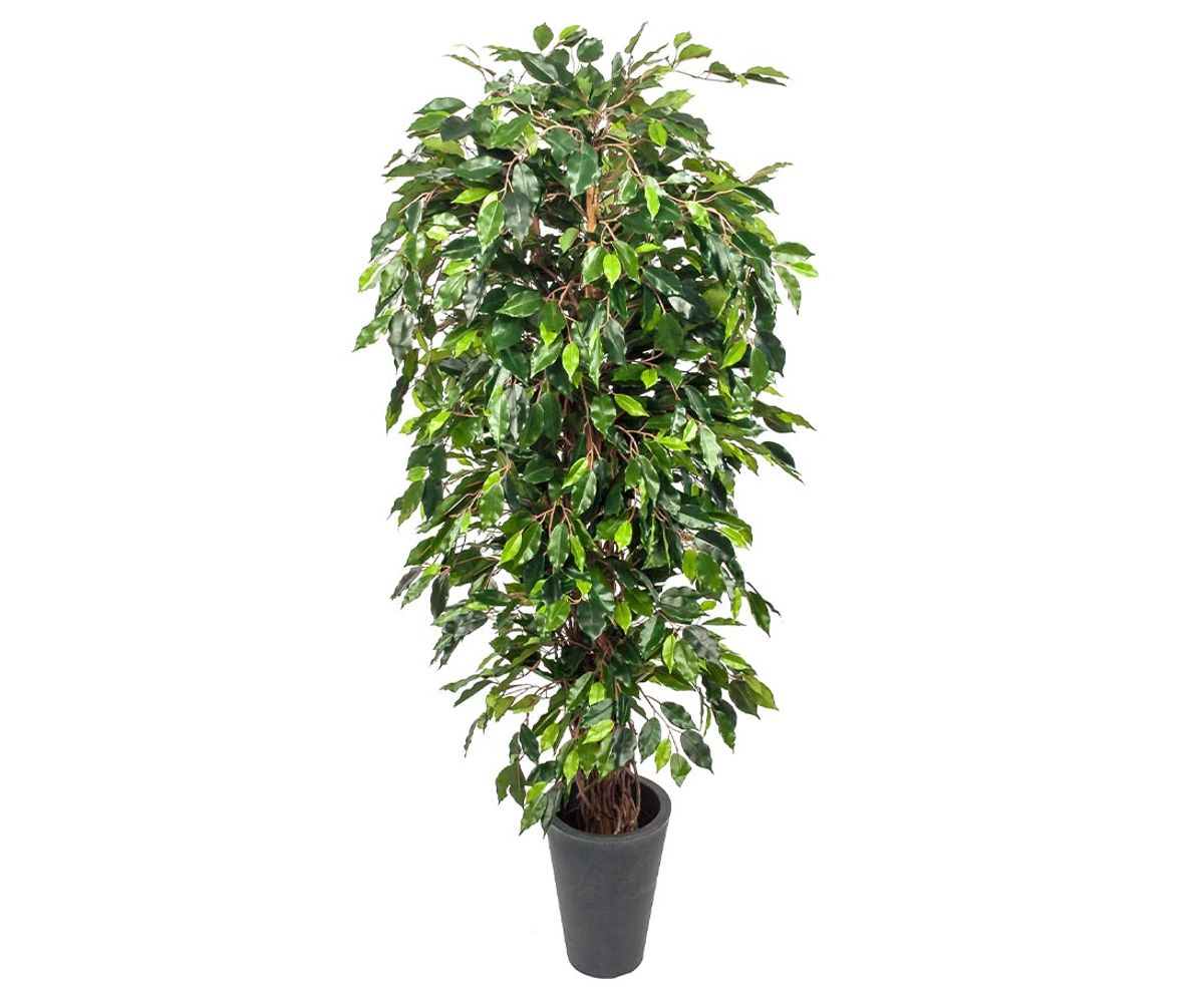 Ficus Benjamini 180 cm (1.440 blade)