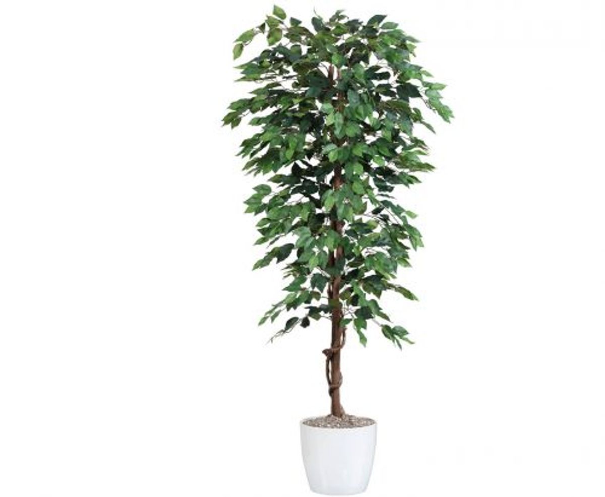 Ficus Benjamini 200 cm (2.064 blade)