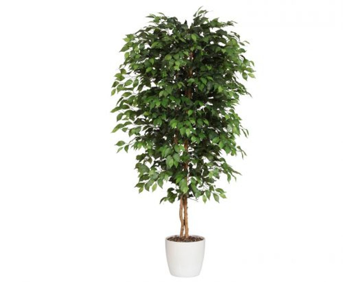 Ficus Benjamini 240 cm (2.268 blade)