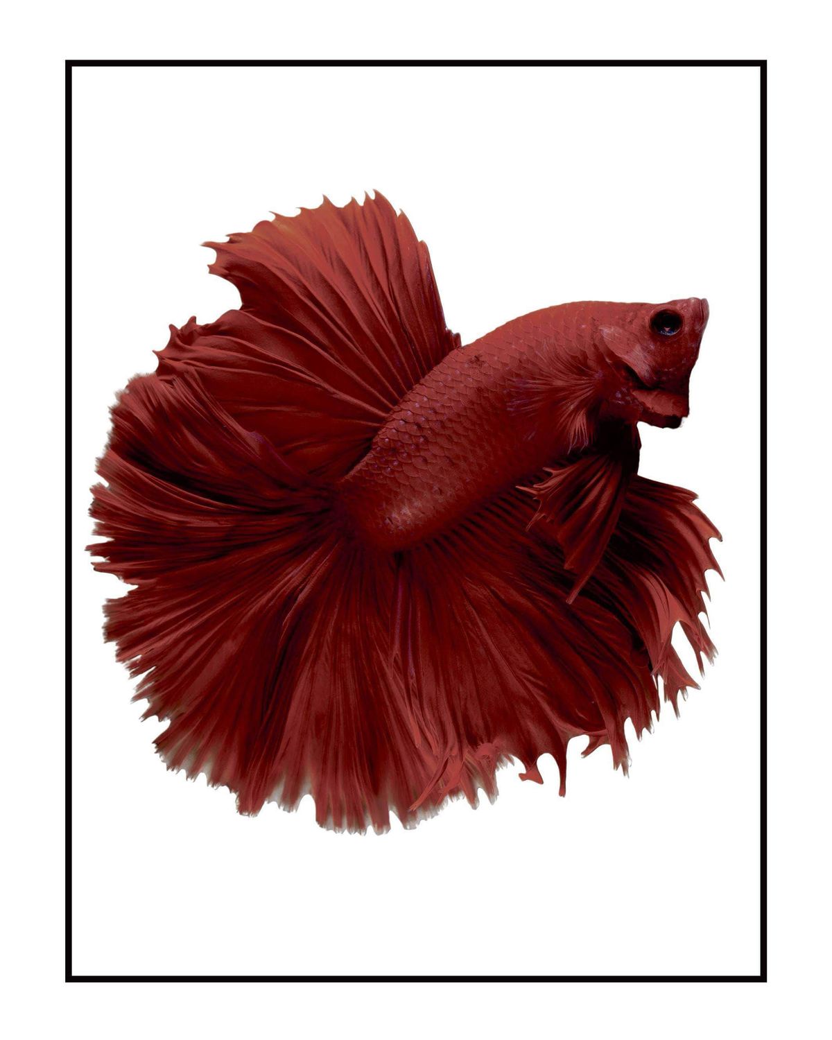 Fisk - Plakat