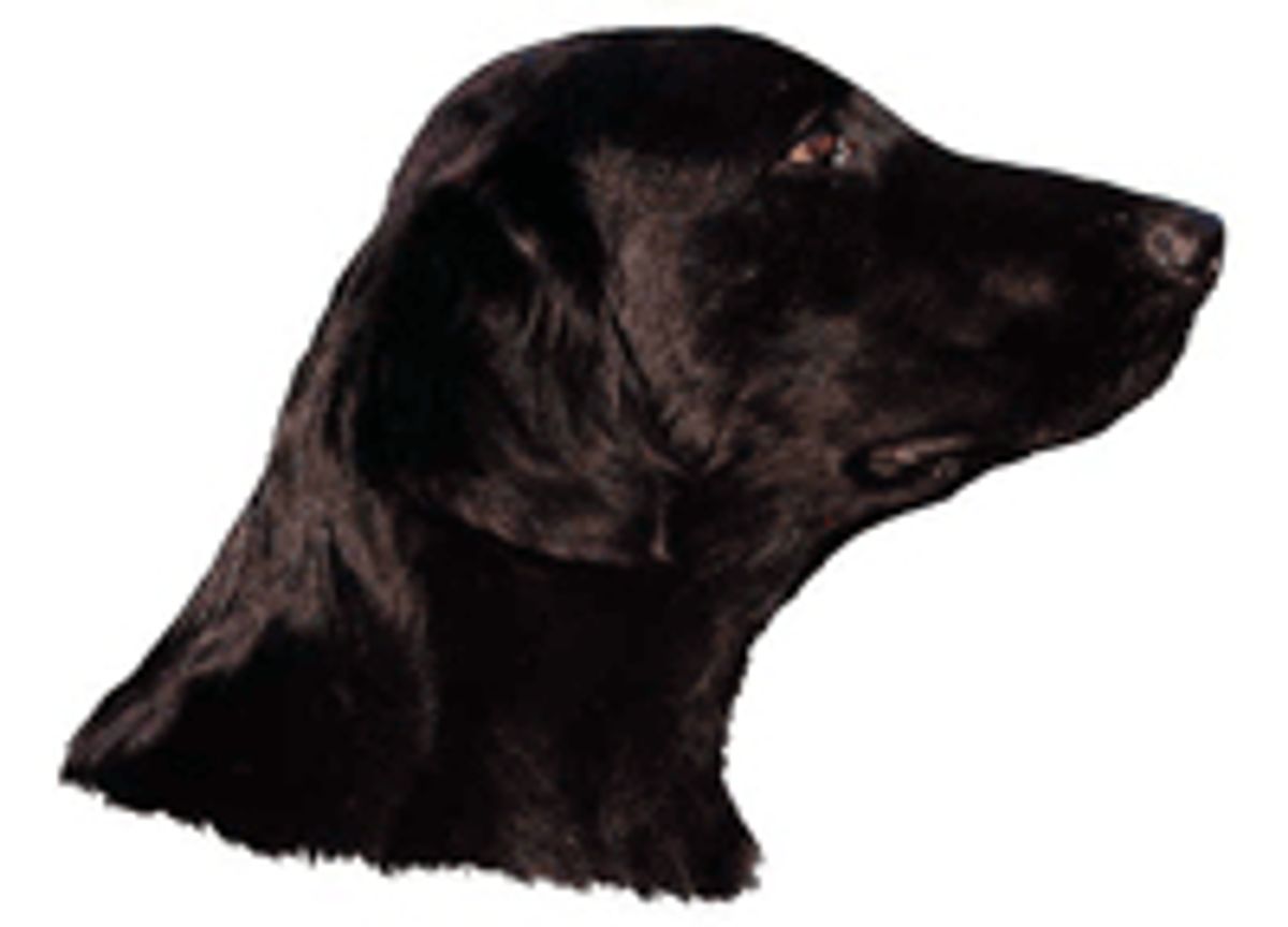 Flat Coated Retriever, hv. Vælg: klistermærke, nøglering, broche, slipsenål, mm.