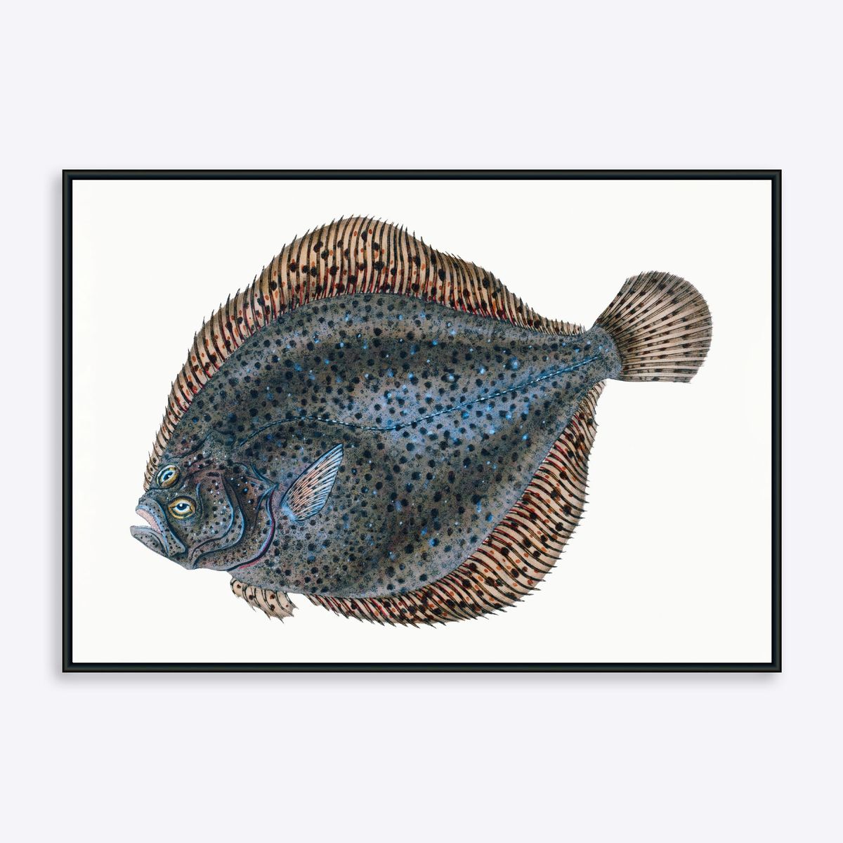 Flatfish - 30x40 cm