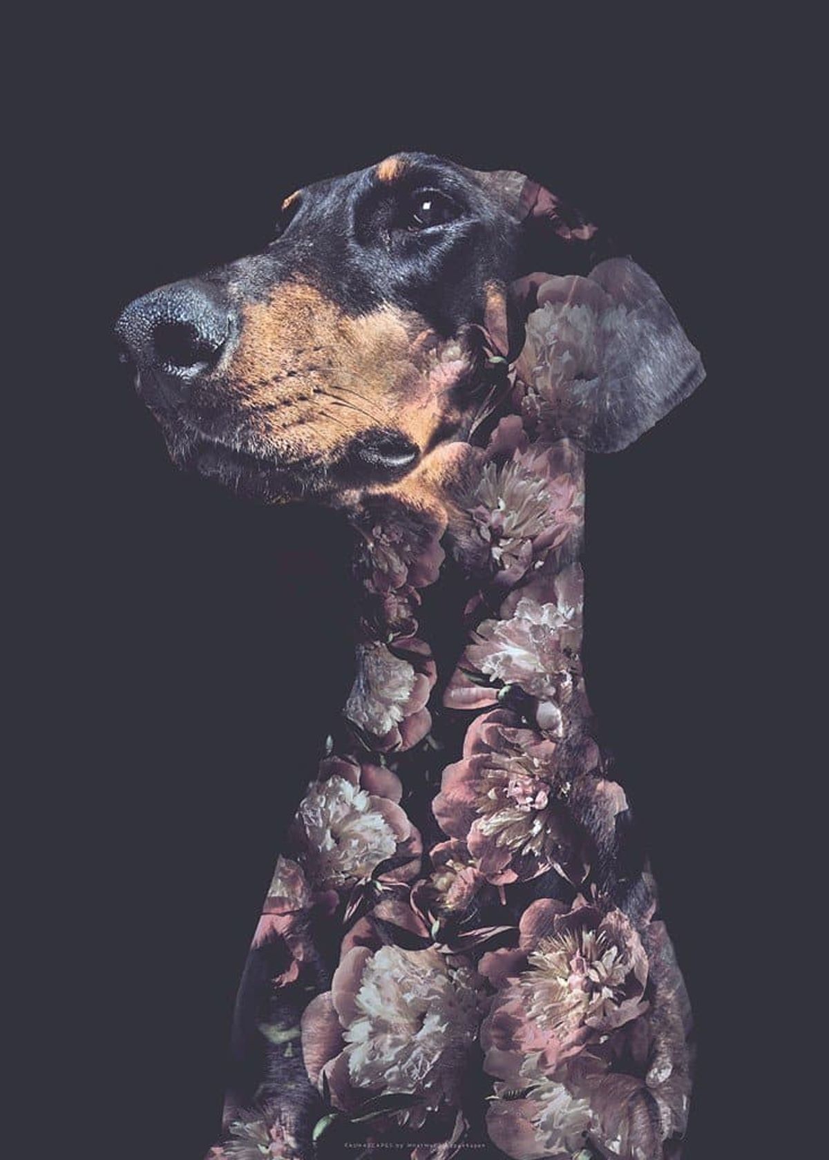 Flower Portraits Doberman A5