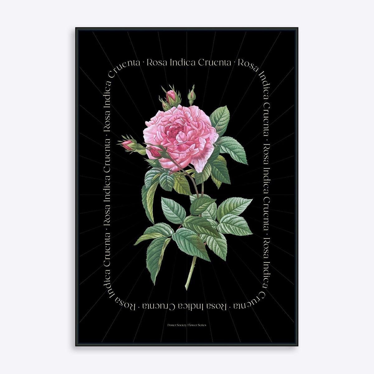 Flower Series - Rosa Indica BLACK EDITION - 21x30 cm