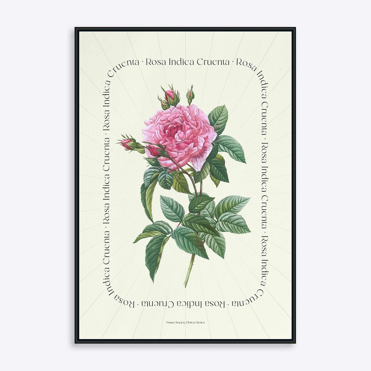 Flower Series - Rosa Indica Cruenta - 21x30 cm