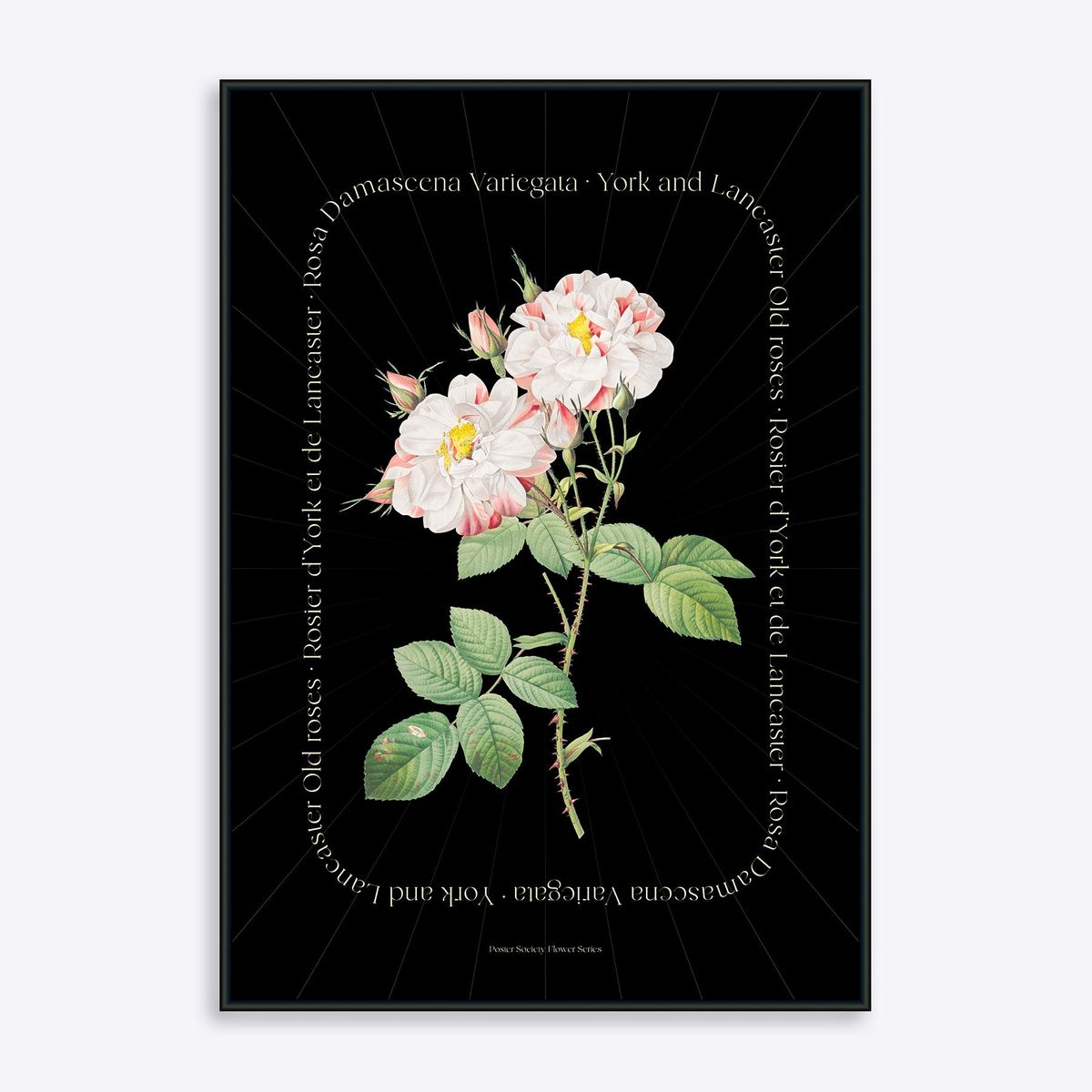 Flower Series - York and Lancaster Rose BLACK EDITION - 30x40 cm