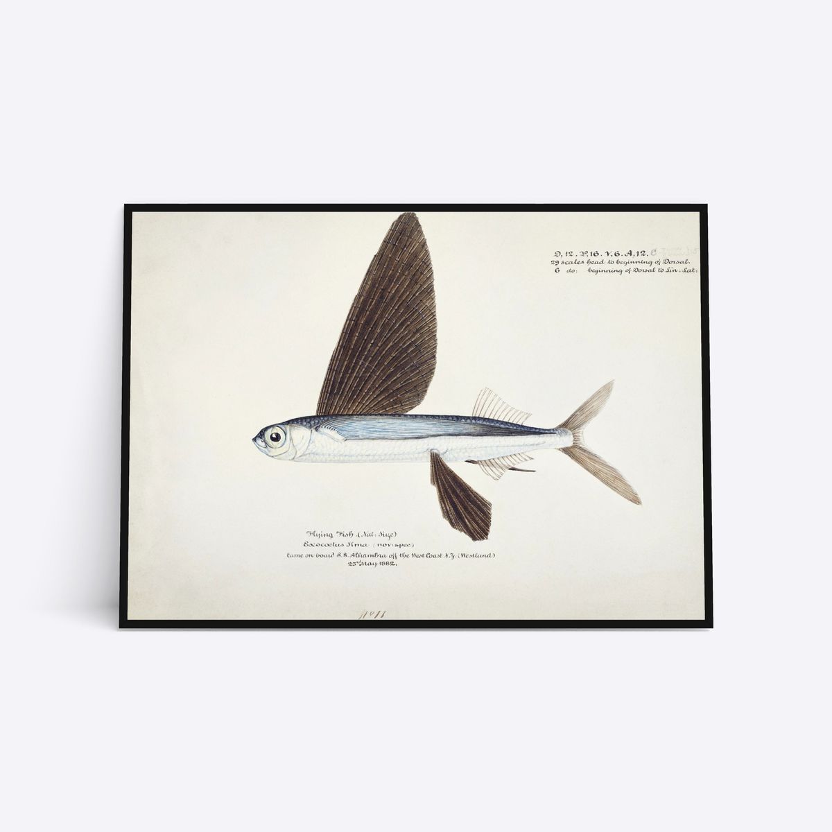 Flying Fish - 21x30 cm