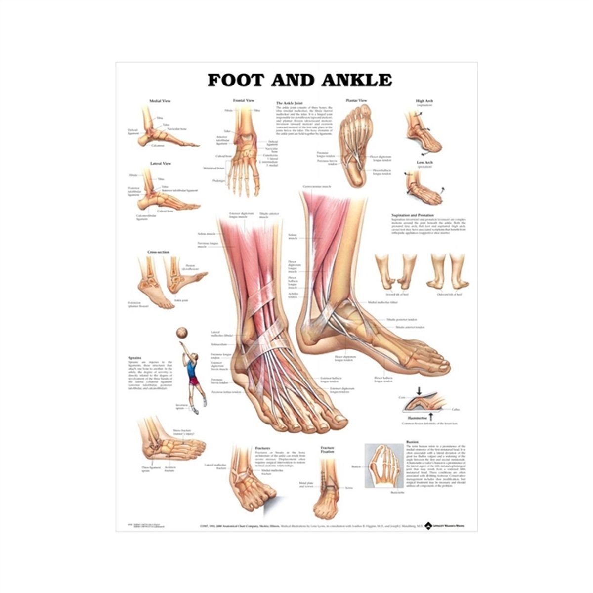 Fod & Ankelplakat, lamineret anatomisk plakat, 51 x 66 cm