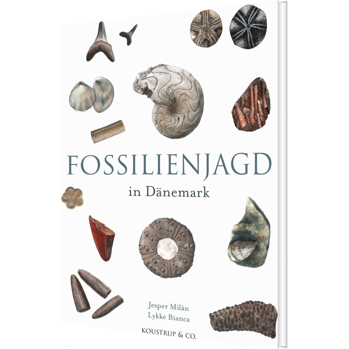 Fossilienjagd In Dänemark - Jesper Milan - Tysk Bog