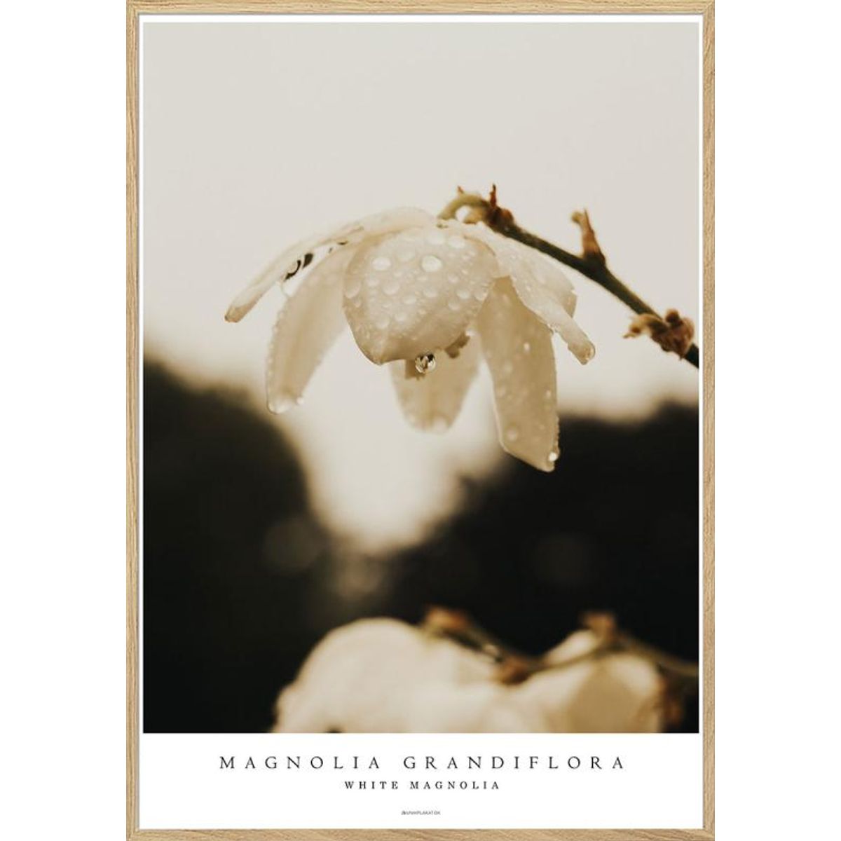 Fotoplakat - White magnolia