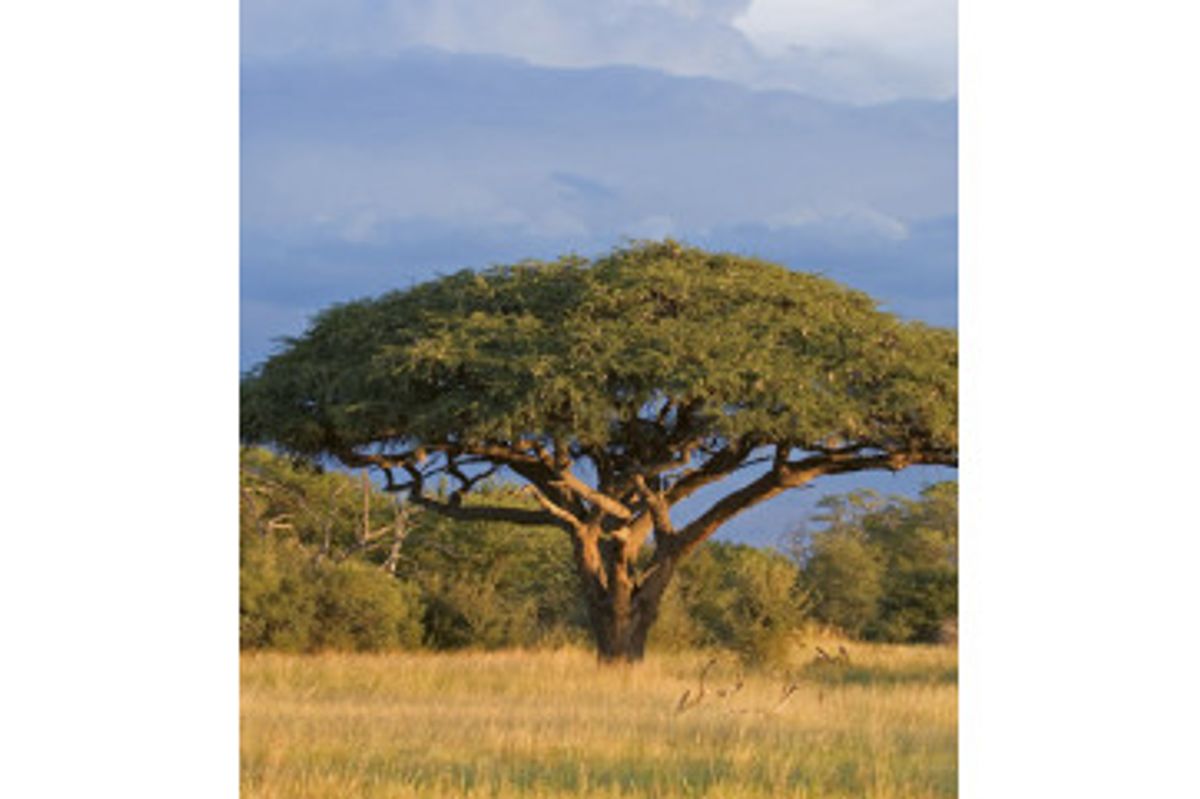 Fototapet - Acacia Tree