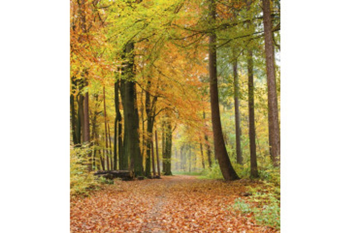 Fototapet - Autumn Forest