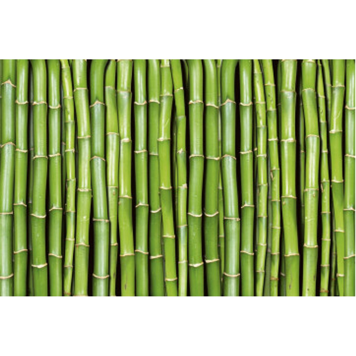 Fototapet - Bamboo