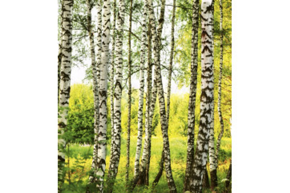 Fototapet - Birch Forest