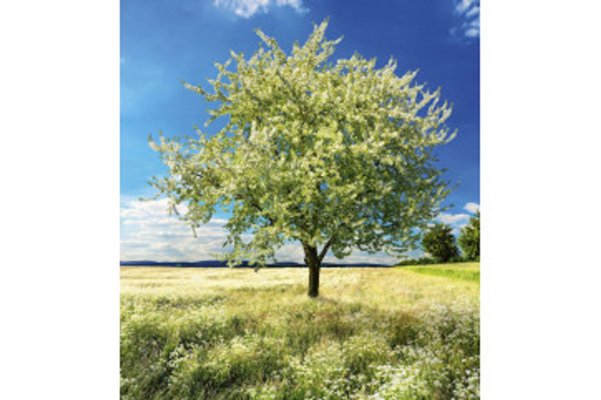 Fototapet - Blossom Tree