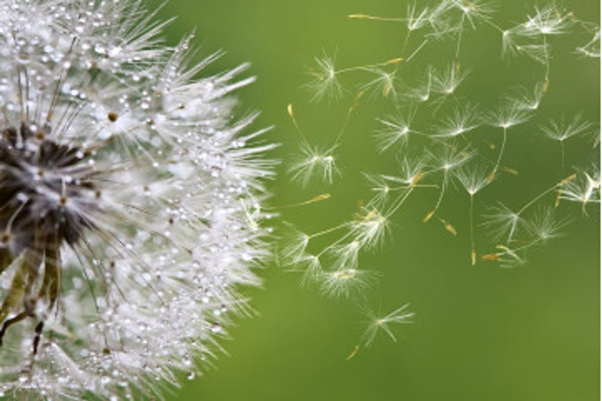 Fototapet - Blowing Dandelion