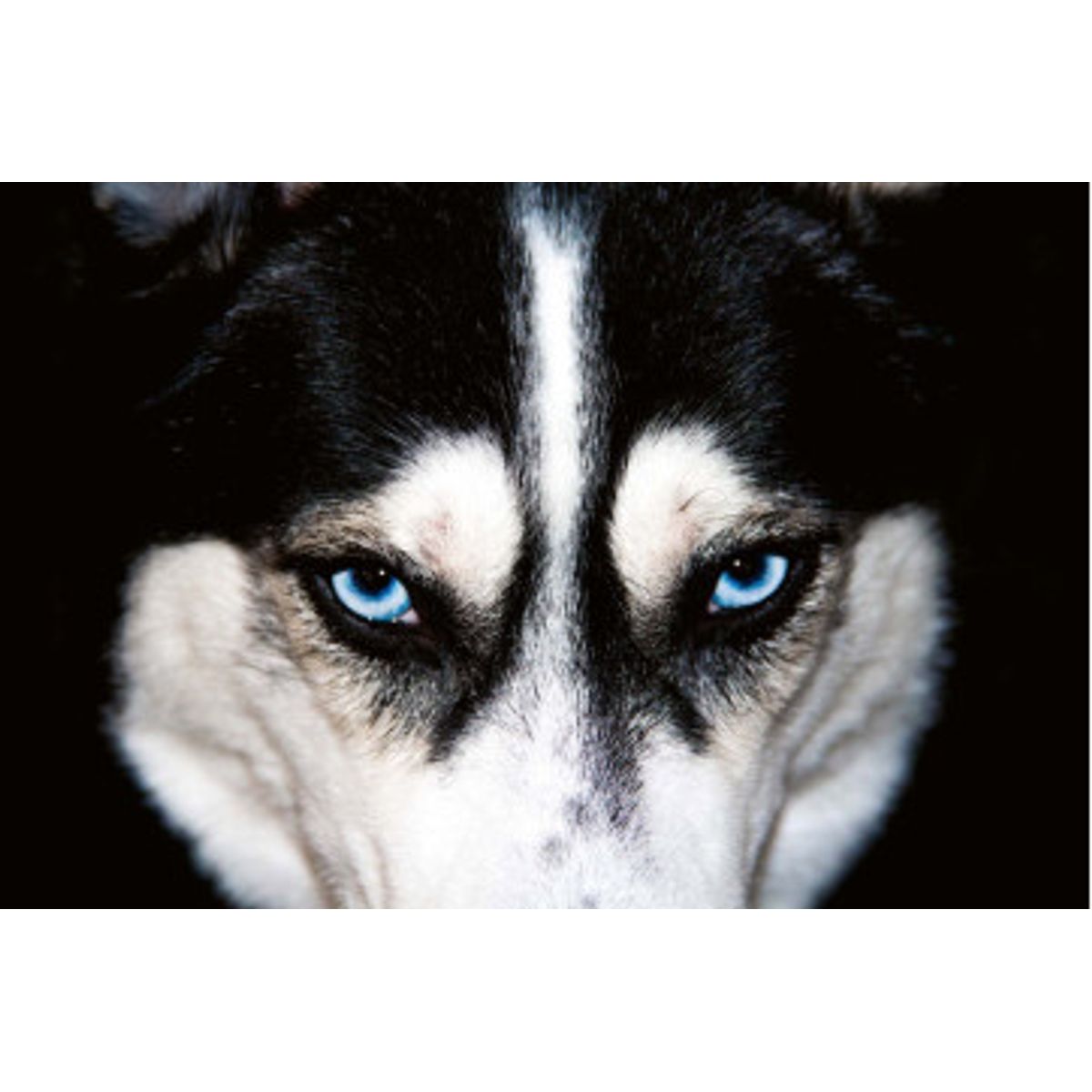 Fototapet - Blue Eyes Husky